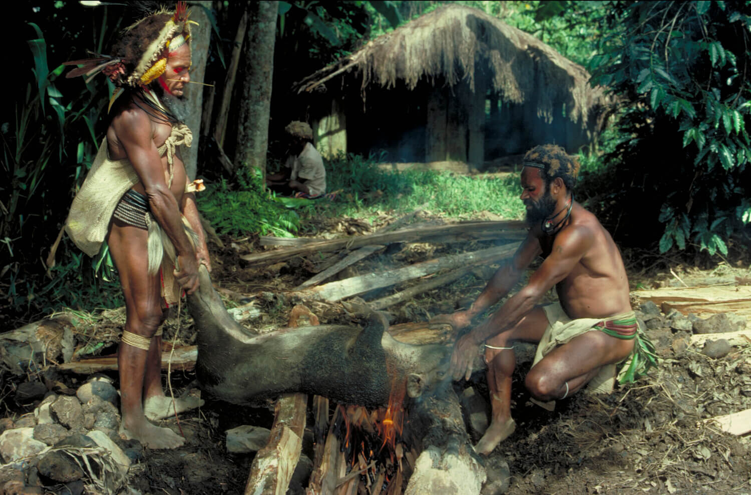 Cooking a pig – PNG
